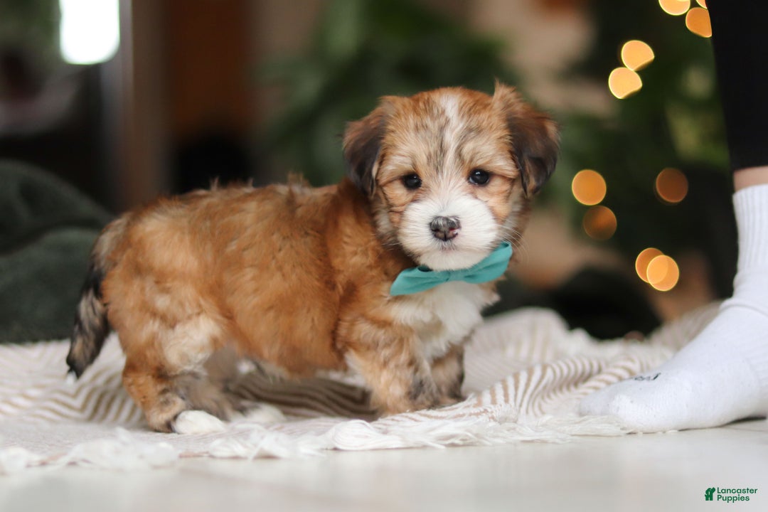 Morkie dogs for sale: Tyson - Ad 12