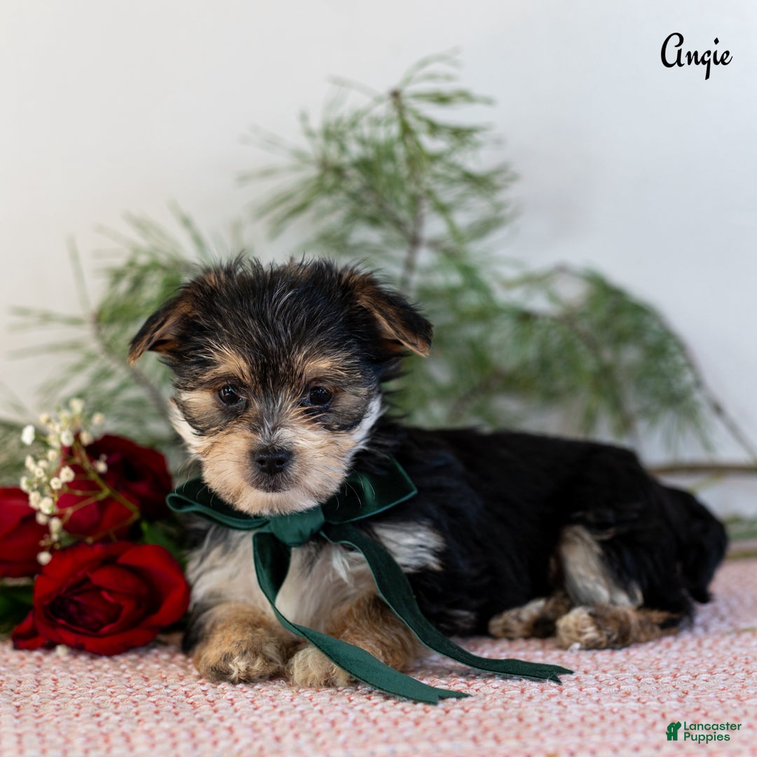 Morkie dogs for sale: Angie - Ad 4