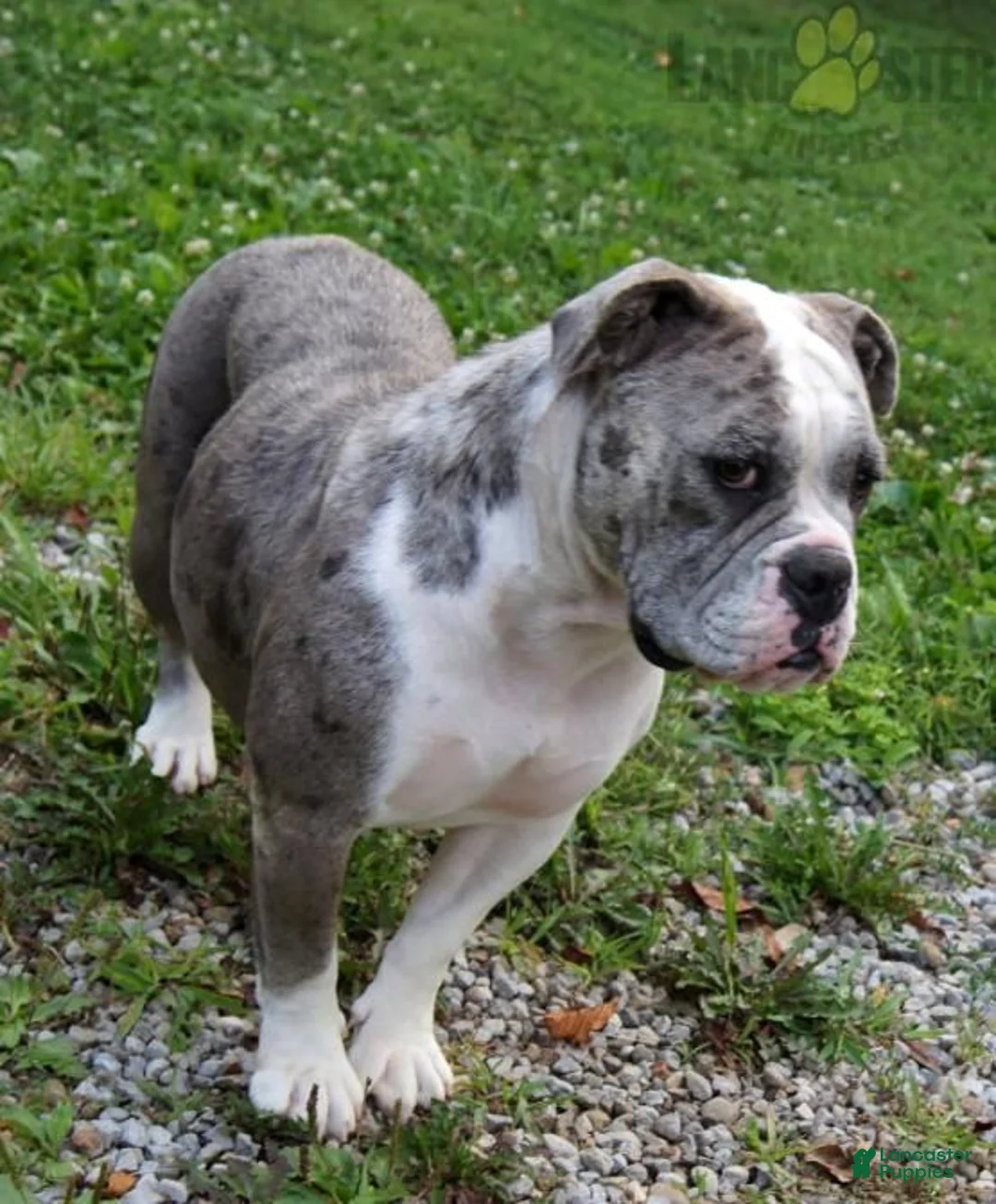 Olde English Bulldogge dogs for sale: Pepsi - Ad 5