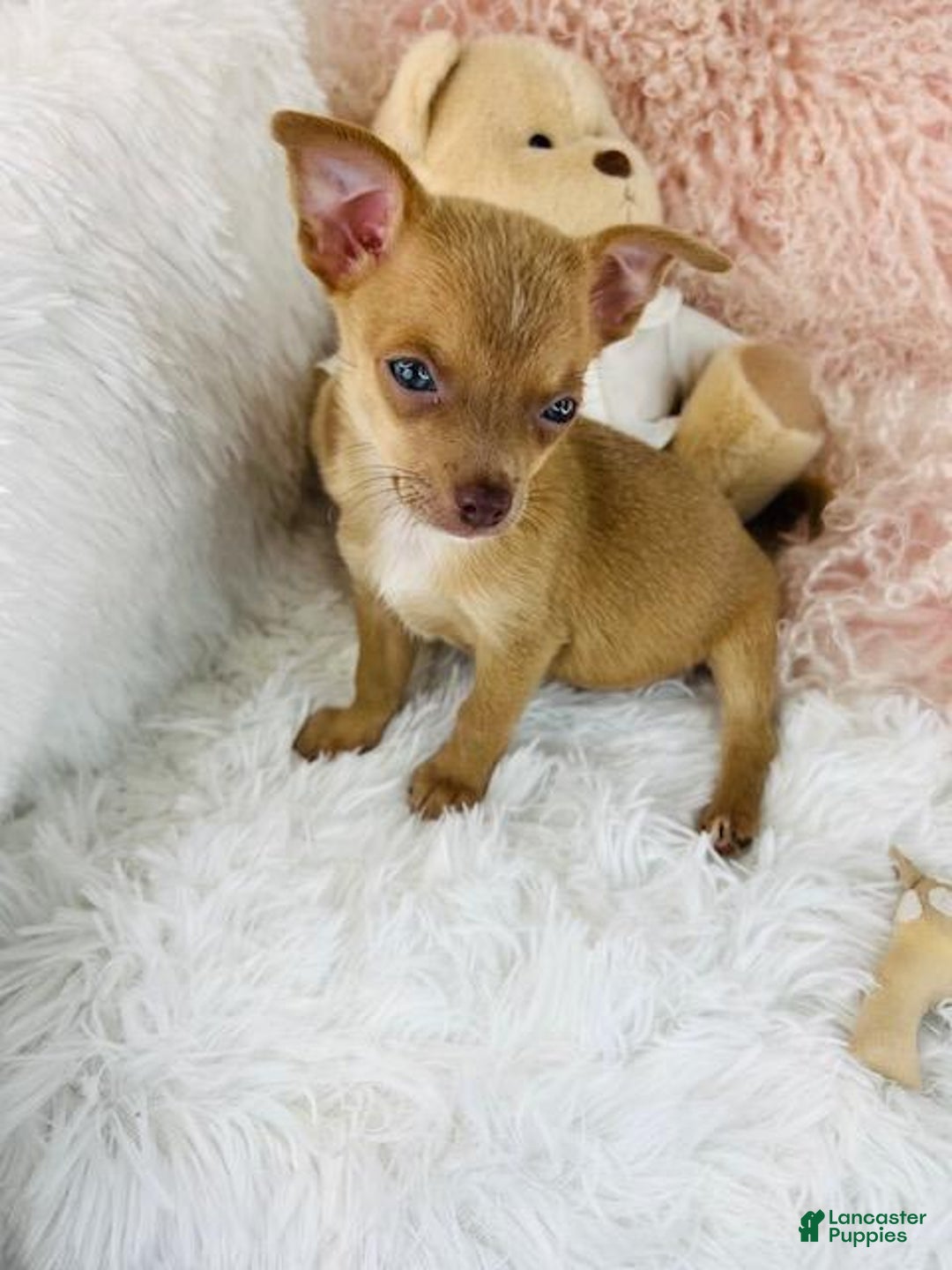 Chihuahua dogs for sale: Teacup Chihuahua - Ad 1