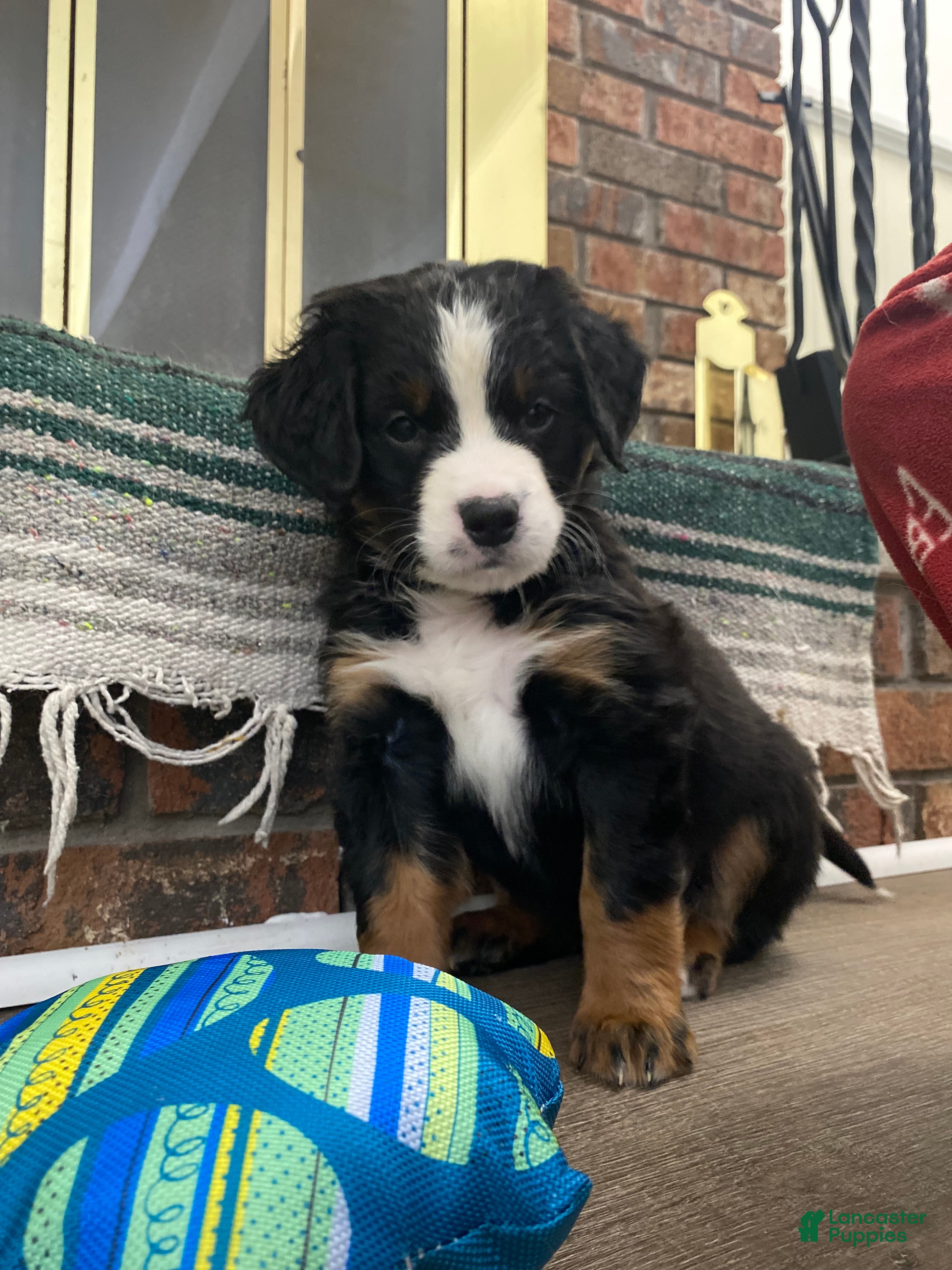 Bernedoodle dogs Buddha 💖 13-16th -$200. - Ad 2