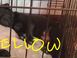 Mixed Breed dogs Mixed Breed Puppy 4 - Ad 24