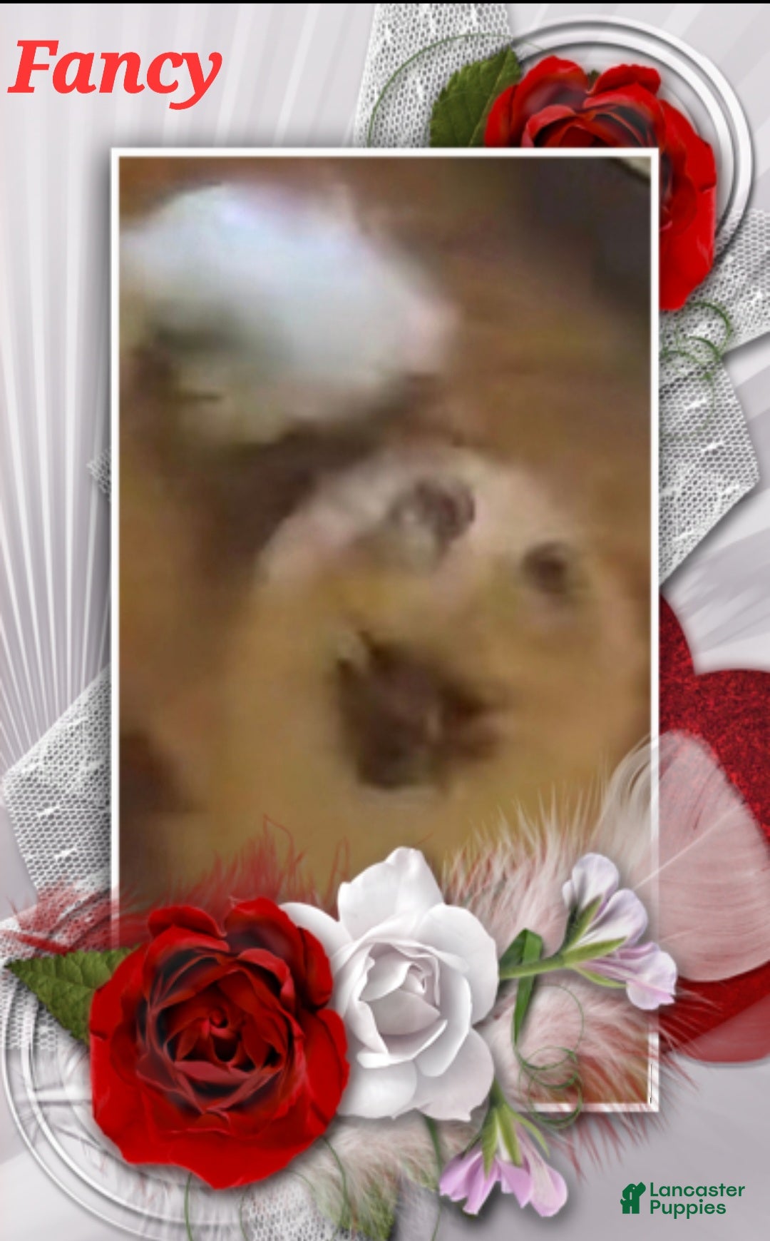 Pomeranian dogs for sale: Akc Susie Q  - Ad 5