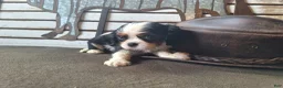 Cavalier King Charles Spaniel dogs for sale: Hunter - Ad 2