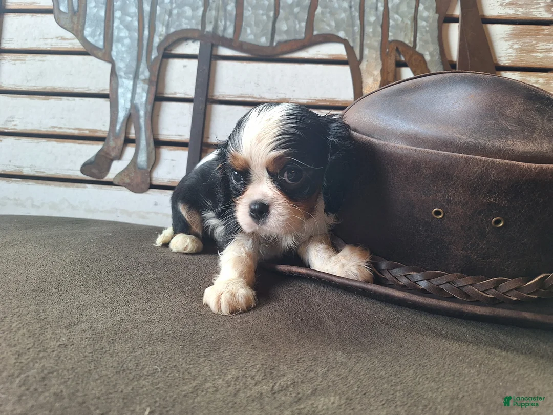 Cavalier King Charles Spaniel dogs for sale: Hunter - Ad 2