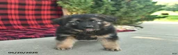 Mixed Breed dogs for sale: Rhett  - Ad 5
