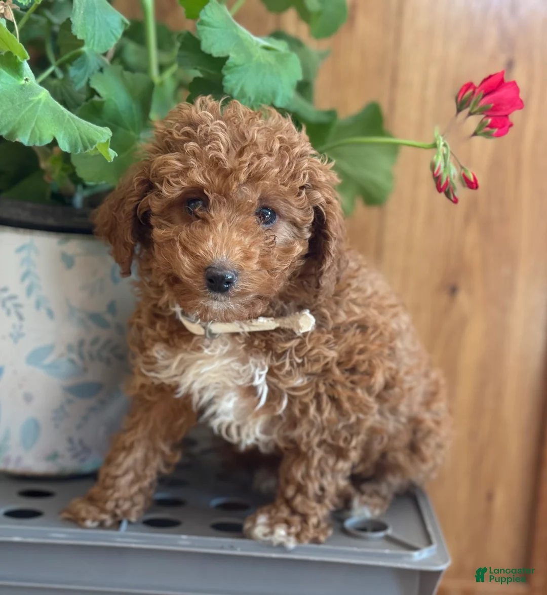 Miniature Poodle dogs for sale: Regal Rufas - Ad 8