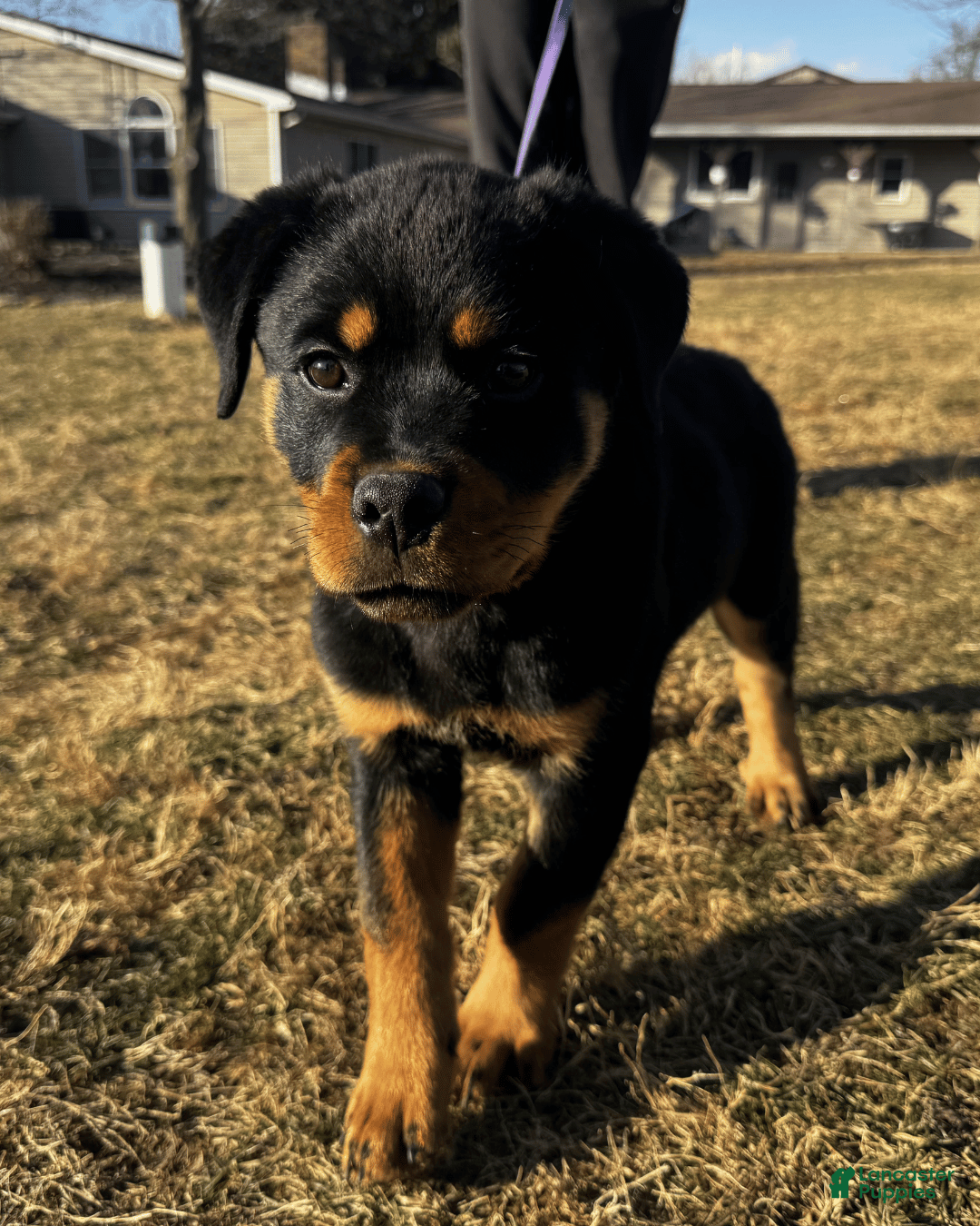 Rottweiler dogs Rottweiler Puppy- Purple - Ad 1