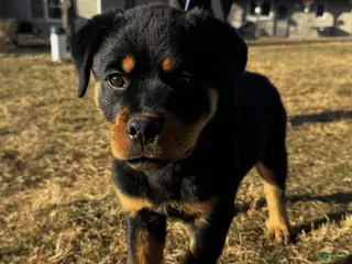 Rottweiler dogs for sale: Anya - Ad 1