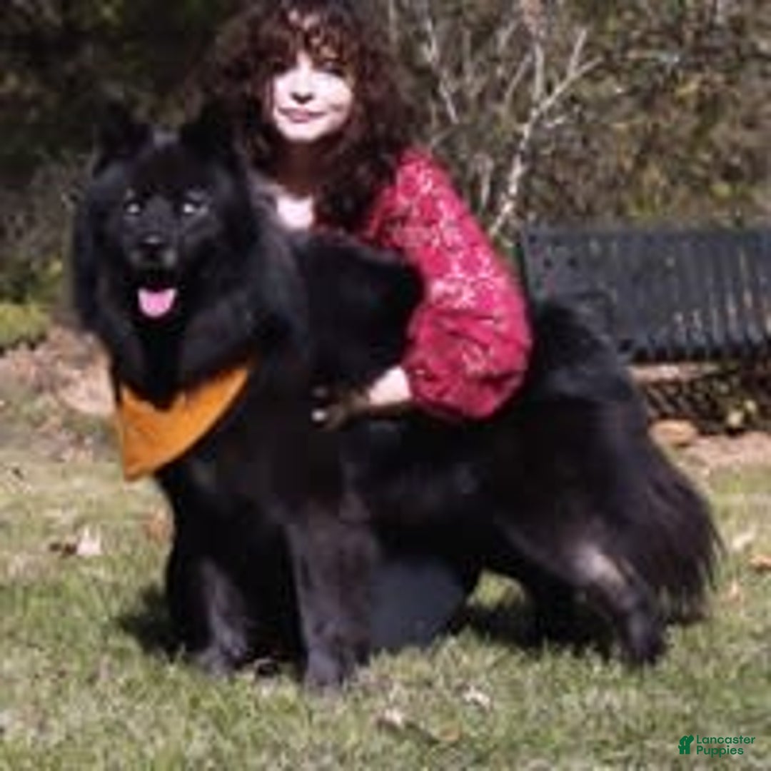 Gallery Image {{count}}