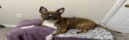 Mixed Breed dogs for sale: Hermes - Ad 4