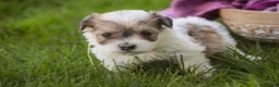 Havanese dogs for sale: Ina Havanese Puppy  - Ad 4