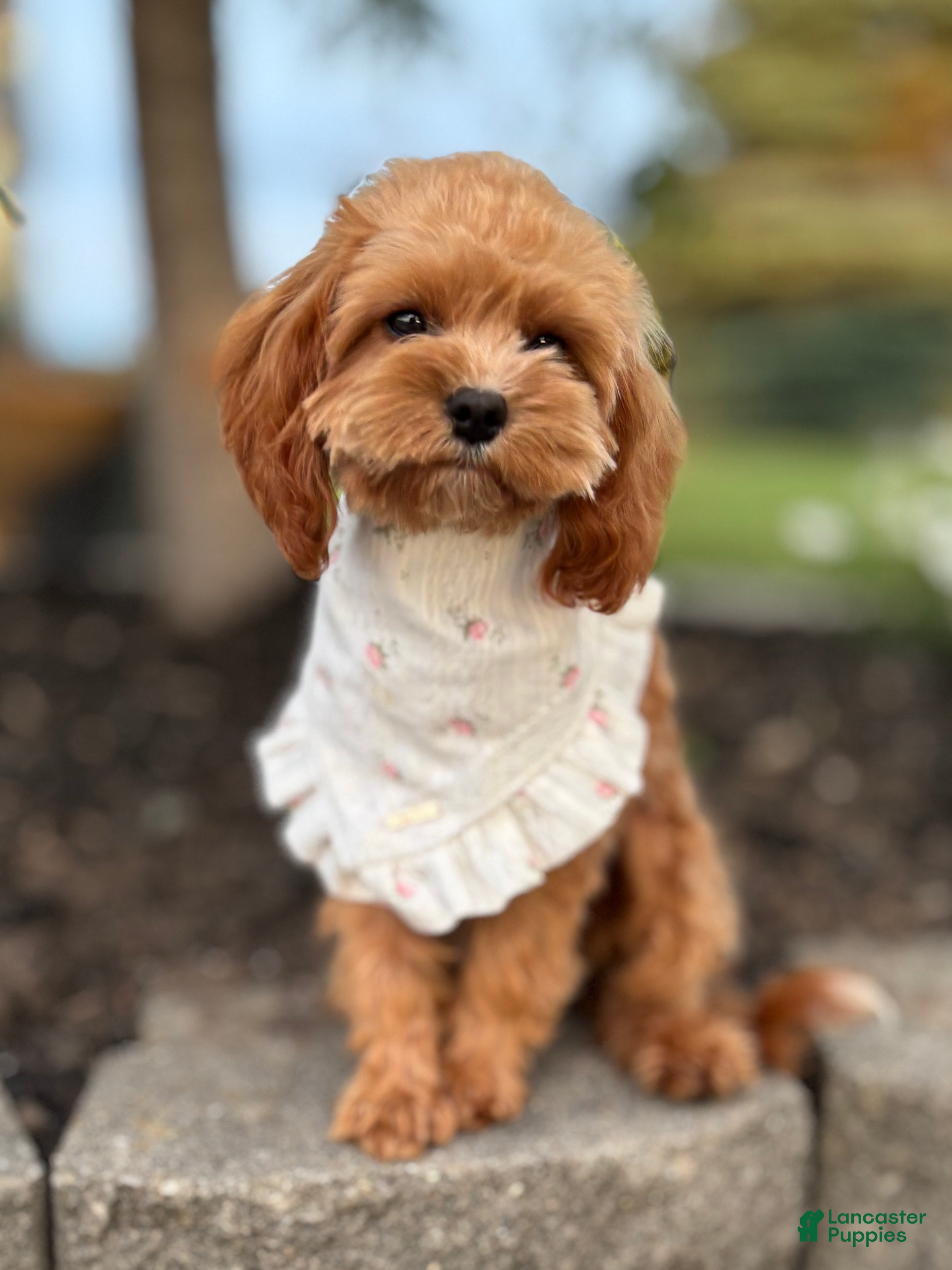 Cavapoo dogs Blossom Cavapoo Puppy  - Ad 2