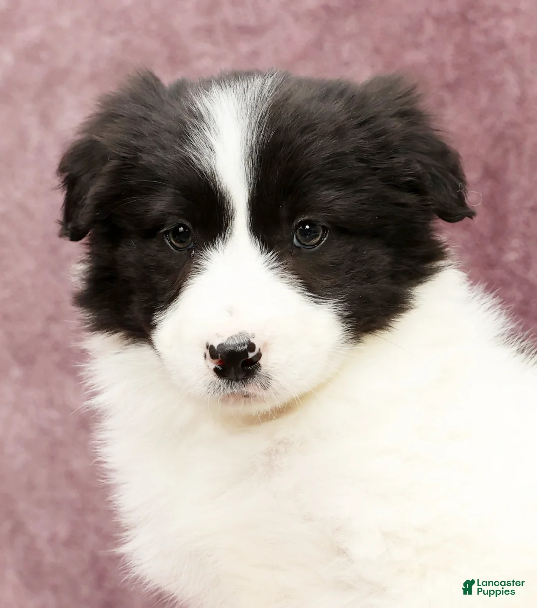 Border Collie dogs for sale: Daisy - Ad 9
