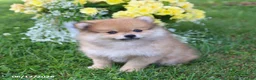 Pomeranian dogs for sale: Dusty - Ad 6