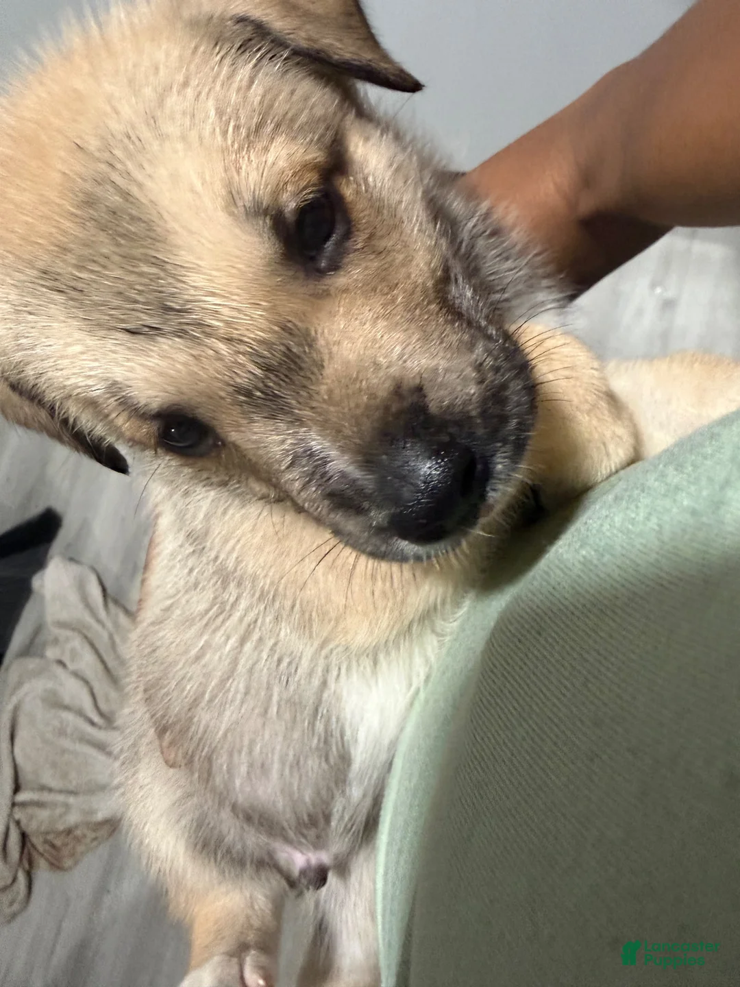 Mixed Breed dogs for sale: Nala - Ad 2