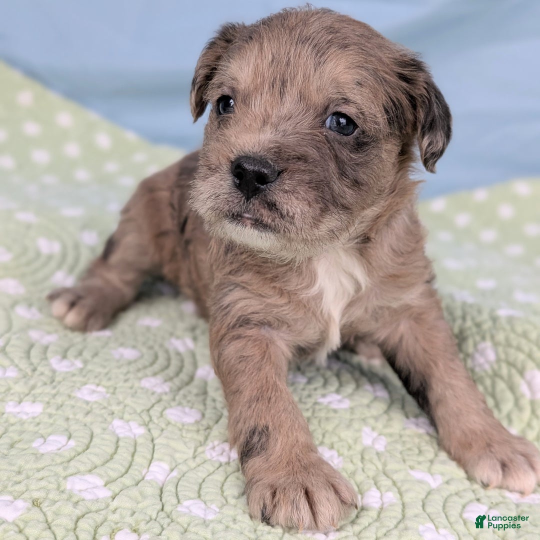 Mixed Breed dogs for sale: King - Ad 5