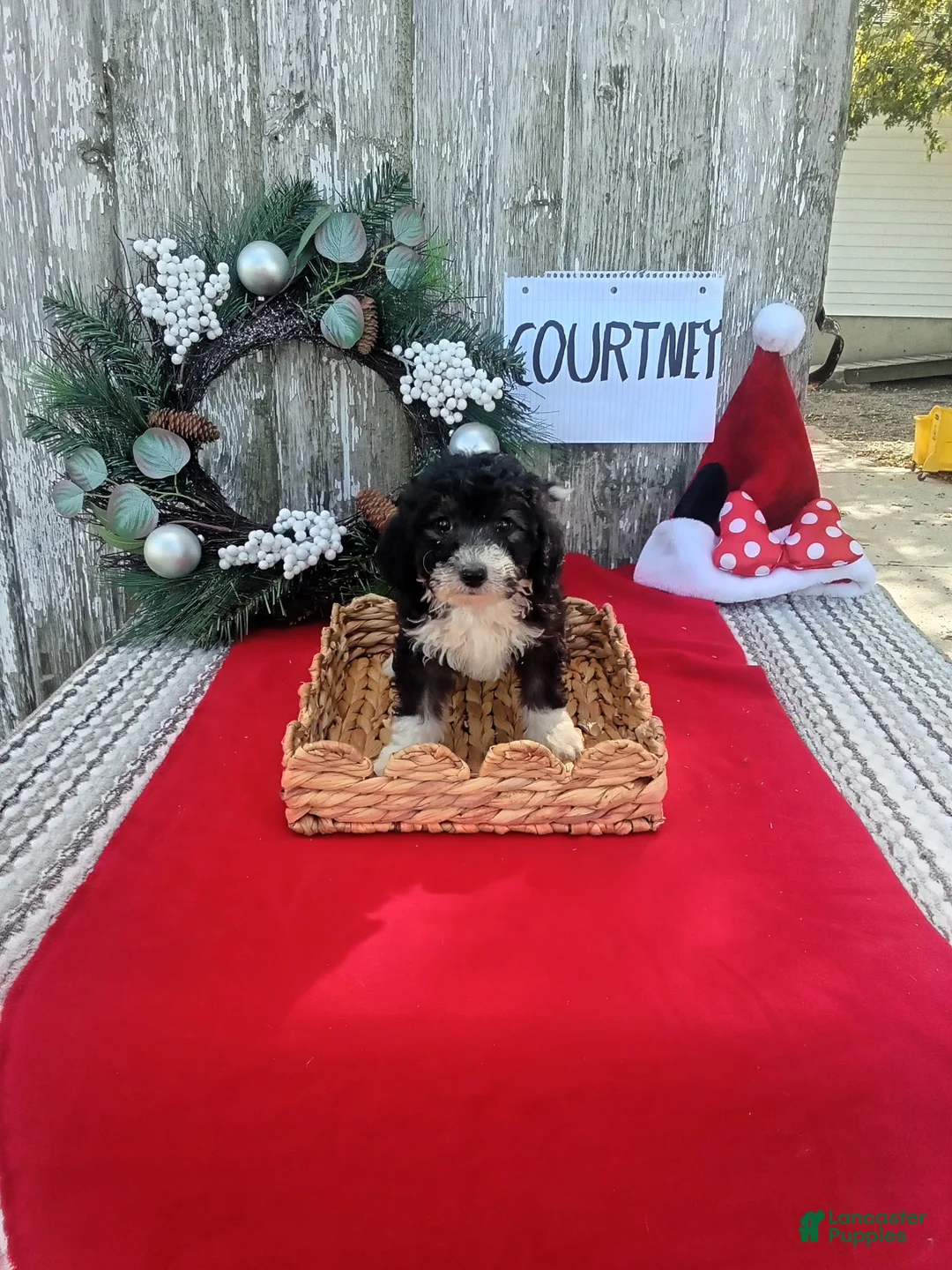 Bernedoodle dogs for sale: Bernedoodle 4 - Ad 4