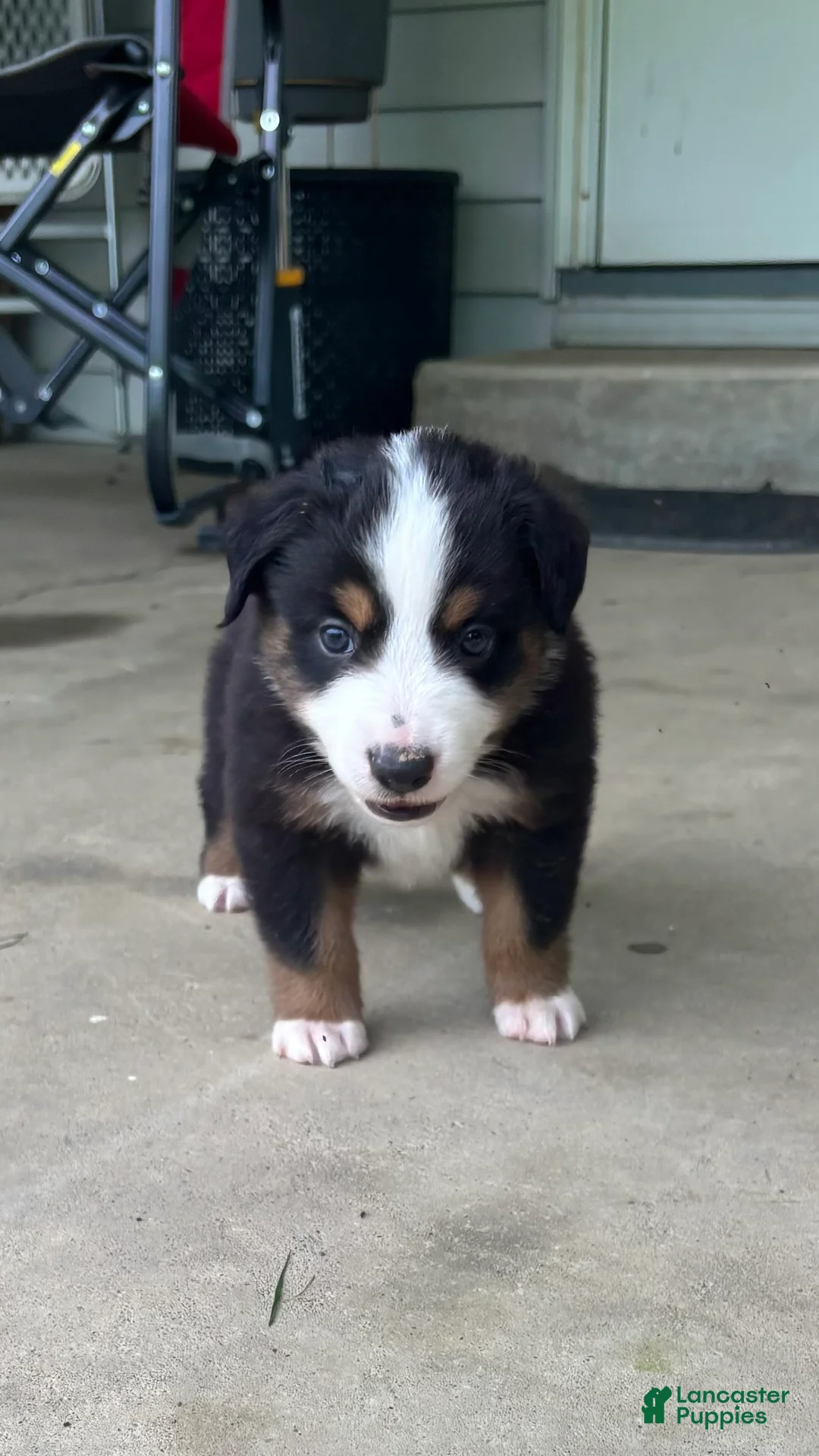 Miniature Australian Shepherd dogs for sale: #8 Black Tri Male - Ad 1