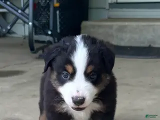 Miniature Australian Shepherd dogs for sale: #8 Black Tri Male - Ad 2
