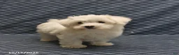 Maltese dogs for sale: Rover - Ad 3