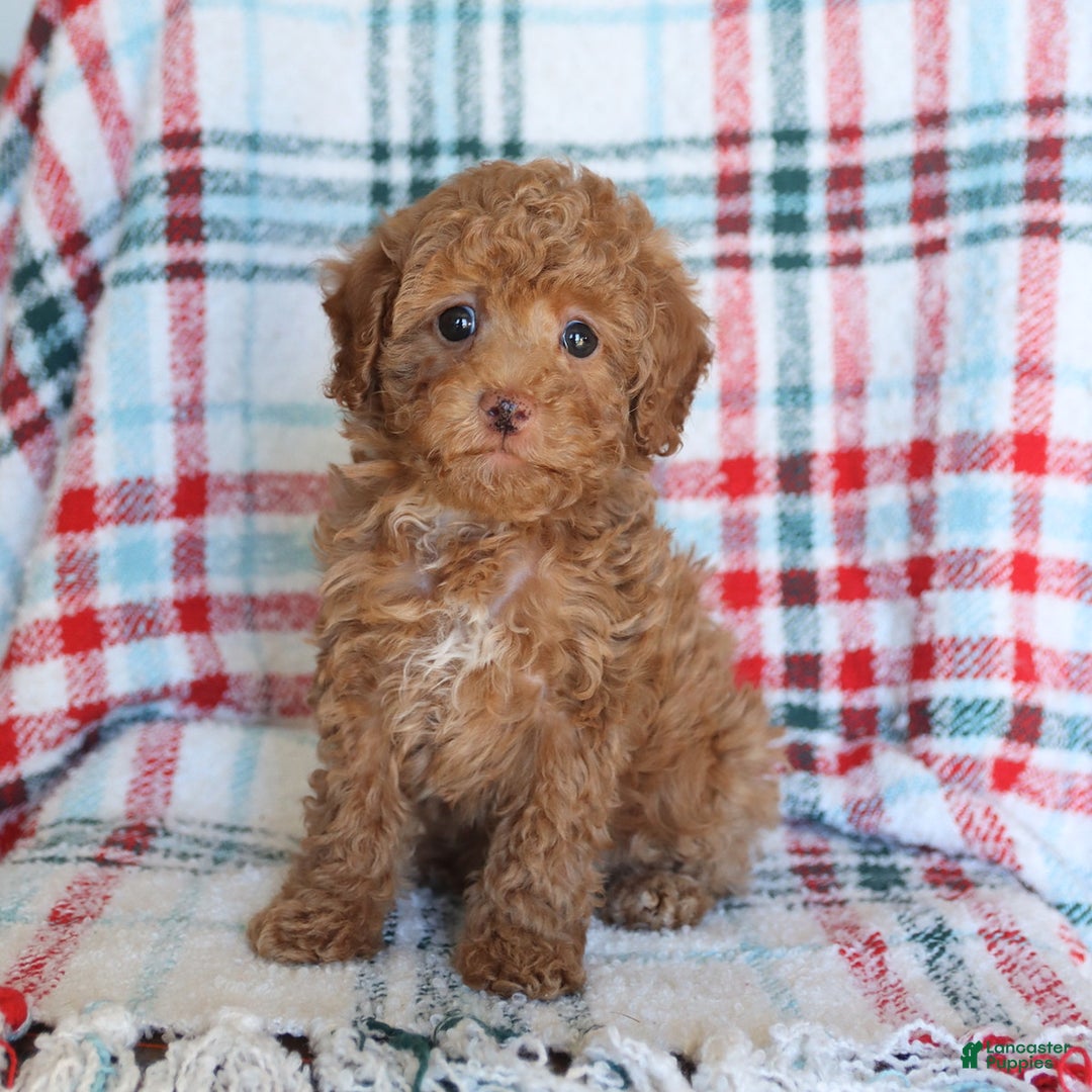 Toy Poodle dogs for sale: Theo - Ad 3