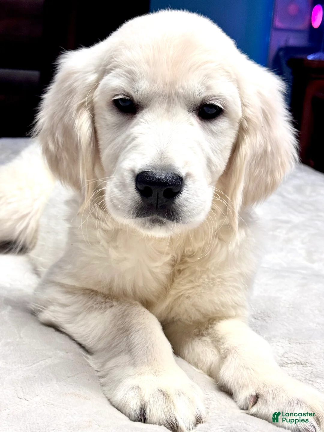 Golden Retriever dogs for sale: Purple Collar Girl - Ad 1