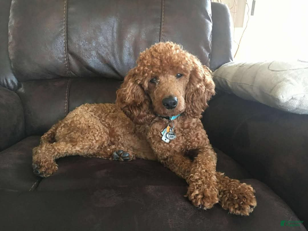 Cockapoo dogs for sale: Timber - Ad 7