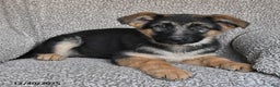 German Shepherd dogs for sale: Skyler - Ad 4