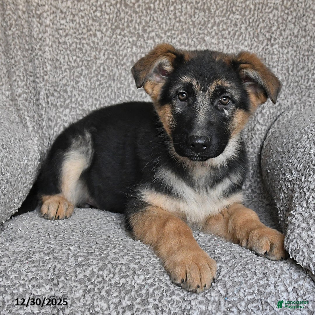 German Shepherd dogs for sale: Skyler - Ad 4