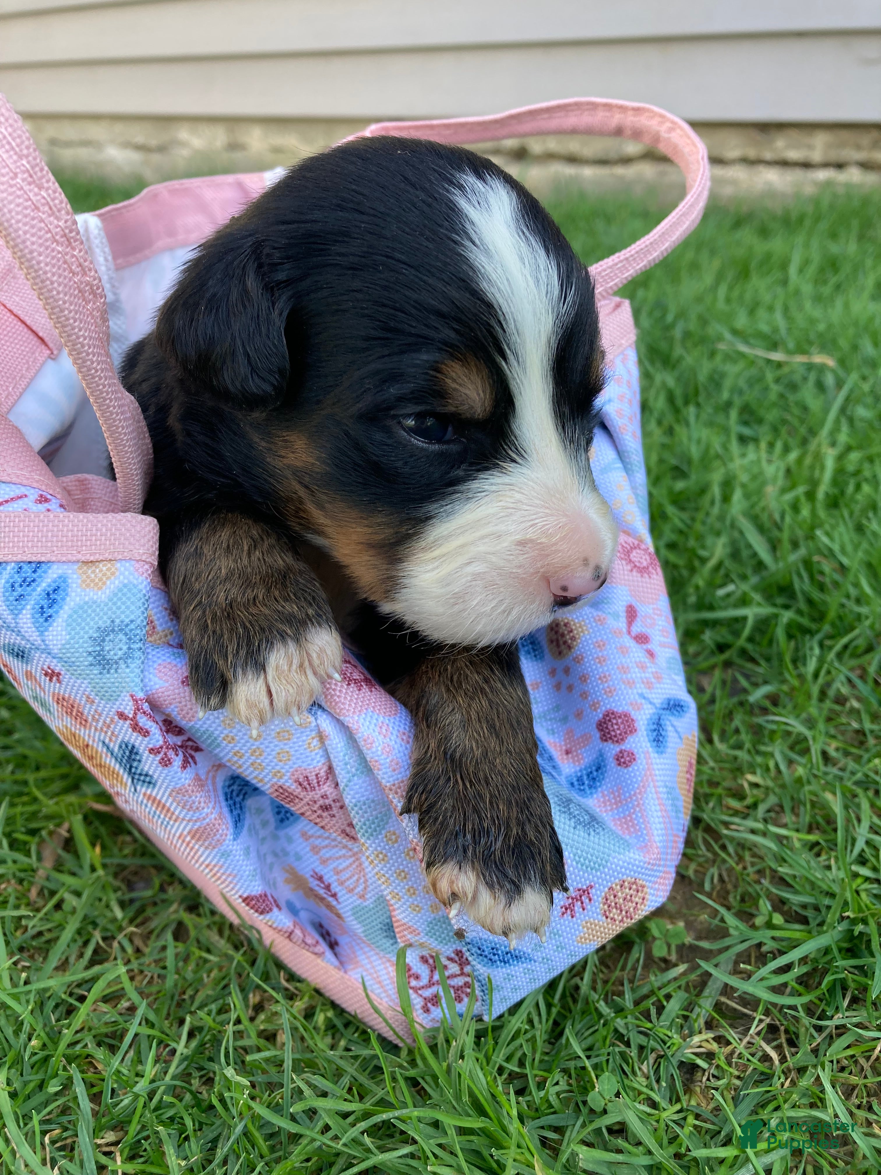 Bernese Mountain Dog dogs Sash - Ad 2