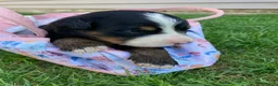 Bernese Mountain Dog dogs for sale: Sash - Ad 10