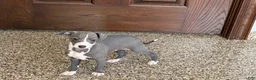 Italian Greyhound dogs for sale: TJ  - Ad 12