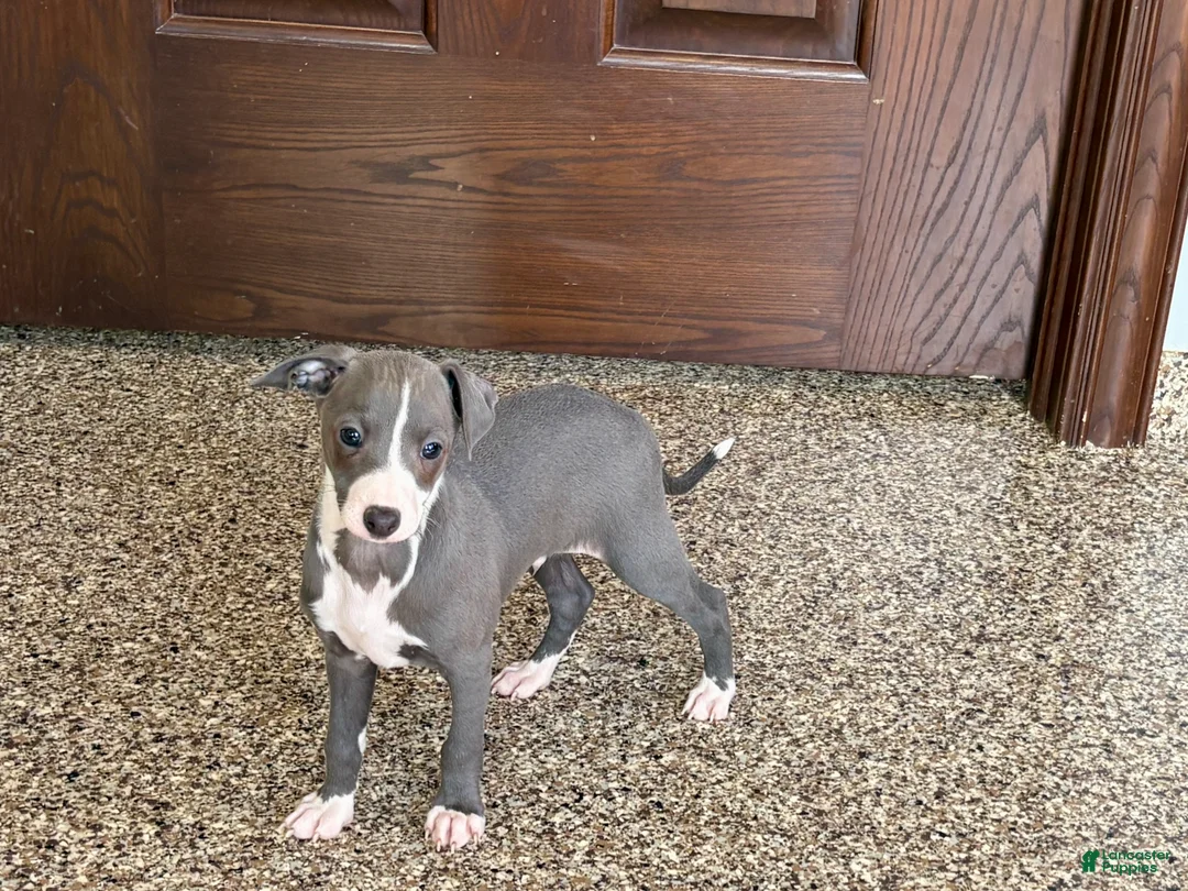 Italian Greyhound dogs for sale: TJ  - Ad 12