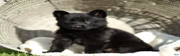 German Shepherd dogs for sale: Flora German Shepherd - Ad 1