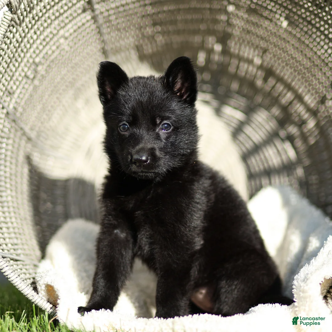 German Shepherd dogs for sale: Flora German Shepherd - Ad 1