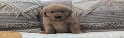 Golden Retriever dogs for sale: Chandler  - Ad 7