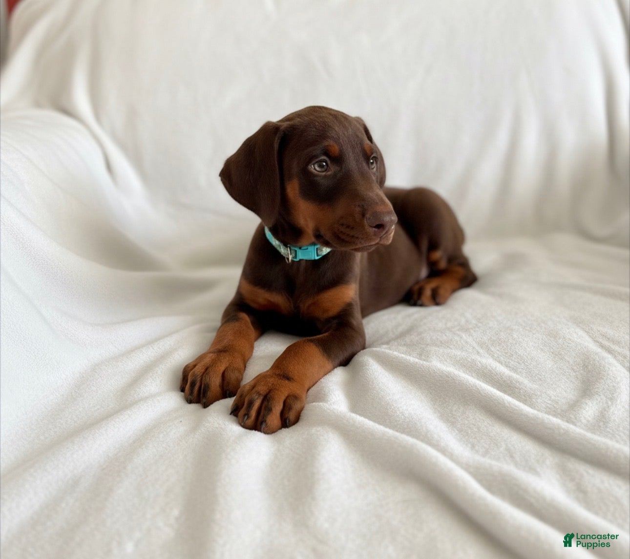 Doberman Pinscher dogs Opal-NOT AMISH  - Ad 3