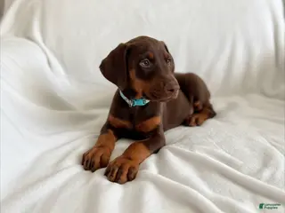 Doberman Pinscher dogs Opal-NOT AMISH - Ad 3