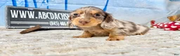 Dachshund dogs for sale: Uno chocolate dapple boy - Ad 3