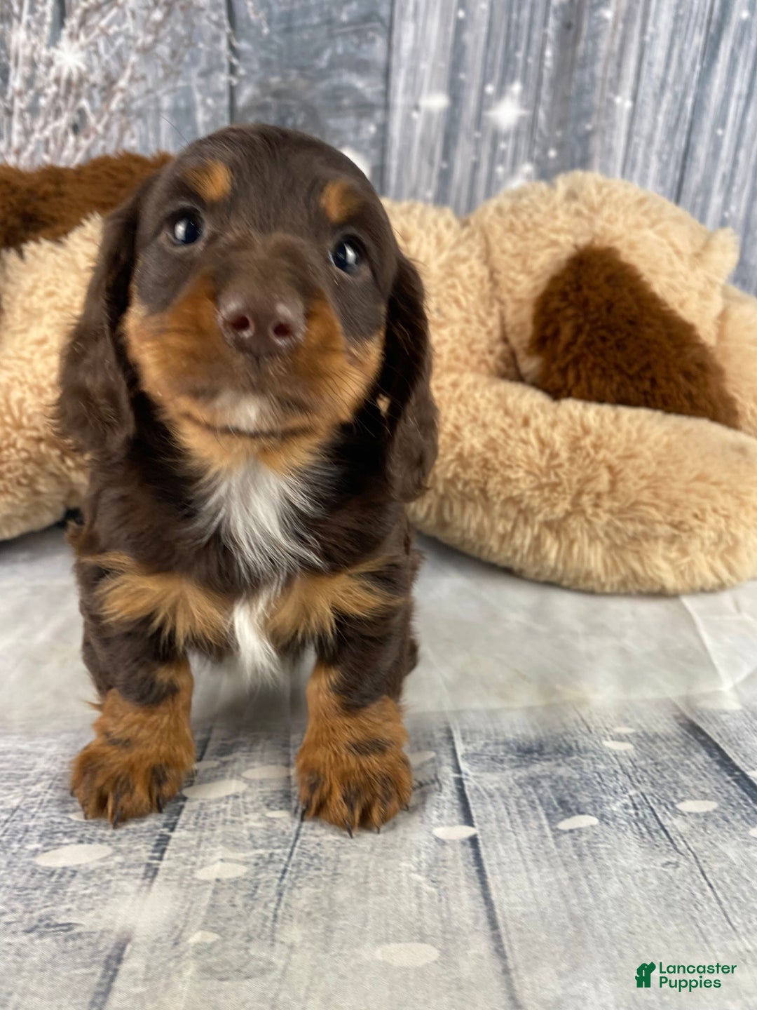 Miniature Dachshund dogs for sale: Kobe - Ad 4