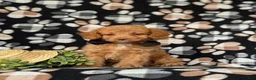 Cockapoo dogs for sale: Claude Hypoallergenic - Ad 3