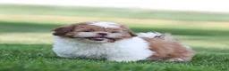 Shih Tzu dogs for sale: Dandy Shih Tzu  - Ad 4