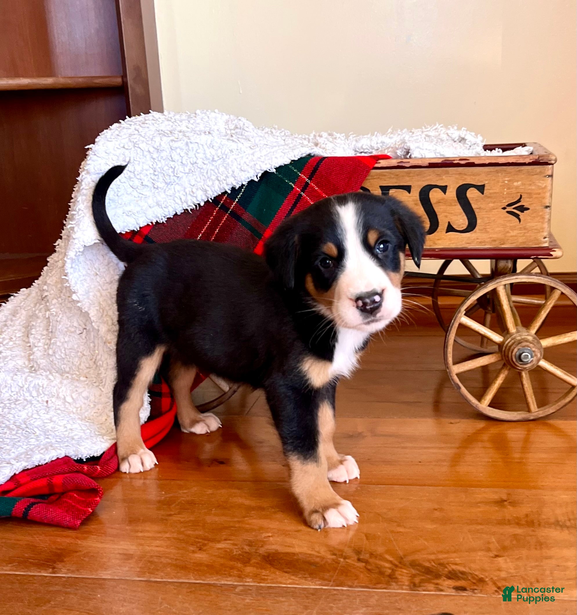 Greater Swiss Mountain Dog dogs SVEN❤️🎄AKC Hip Cert❤️Call 717-859-8731 - Ad 11