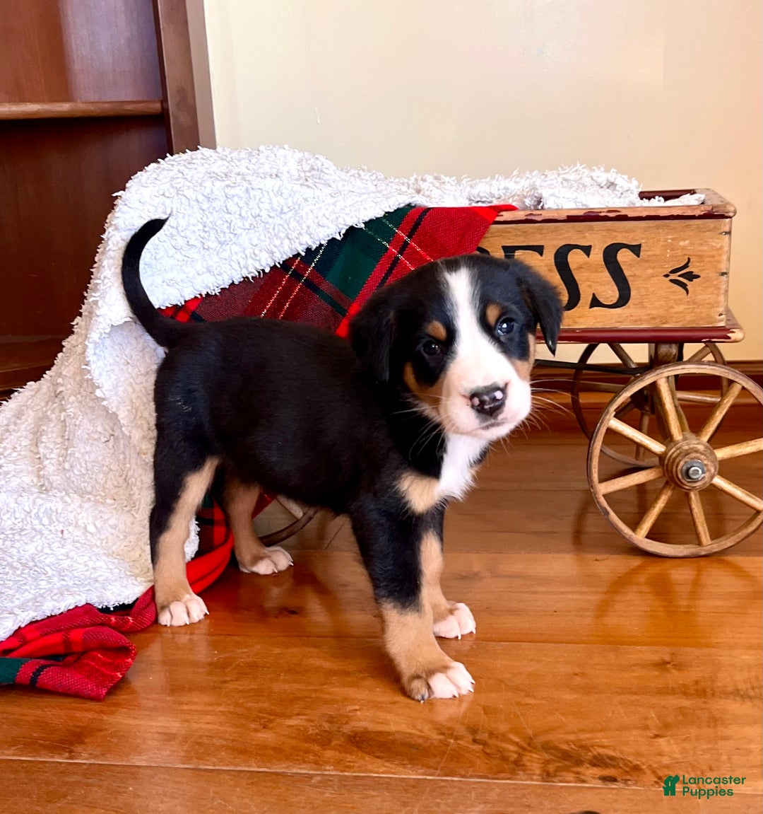 Greater Swiss Mountain Dog dogs for sale: SVEN❤️🎄AKC Hip Cert❤️Call 717-859-8731 - Ad 1