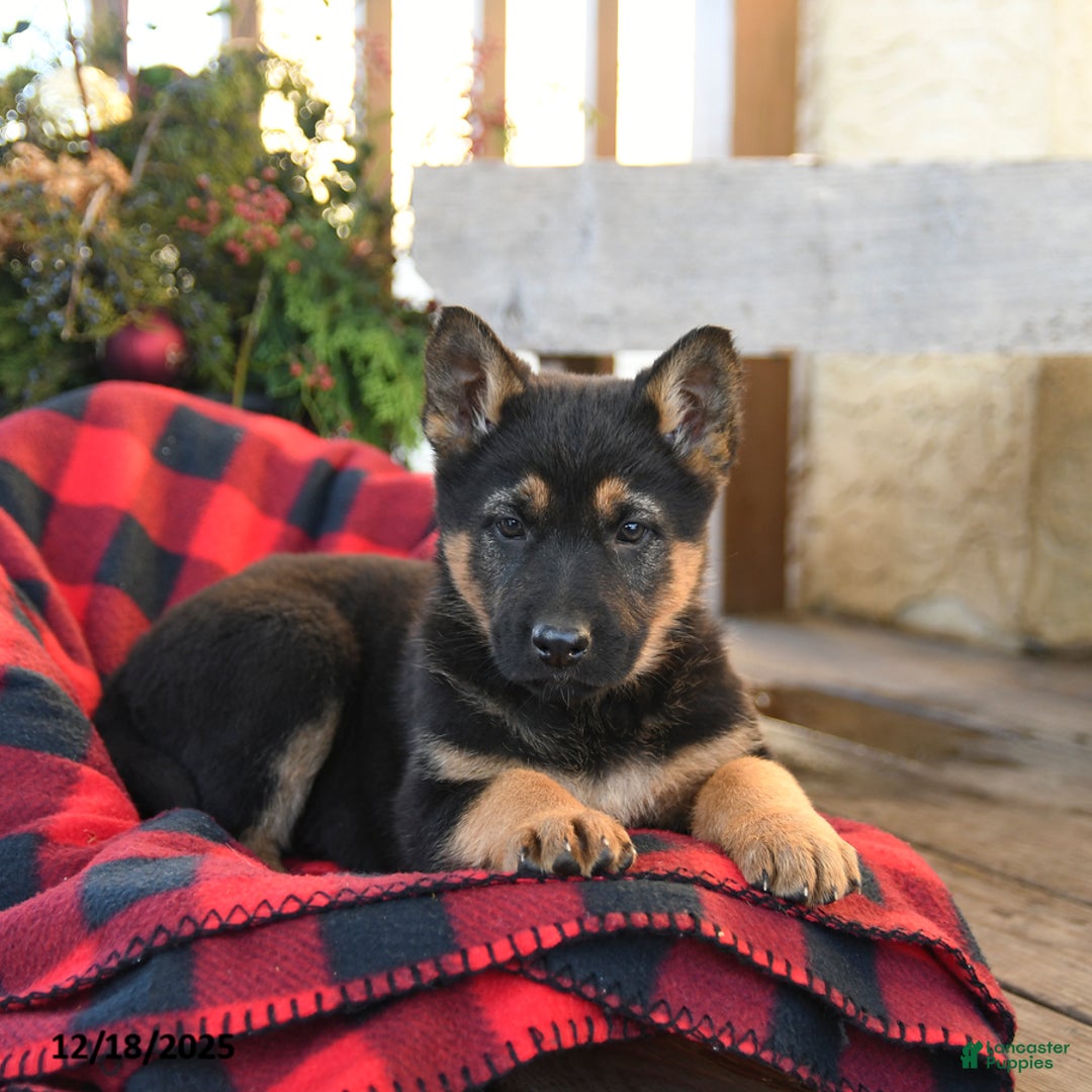 German Shepherd dogs for sale: Mocha - Ad 3