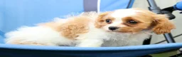 Cavapoo dogs for sale: Roxie - Ad 7