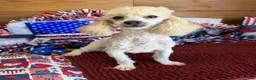 Toy Poodle dogs for sale: Newton - Ad 2