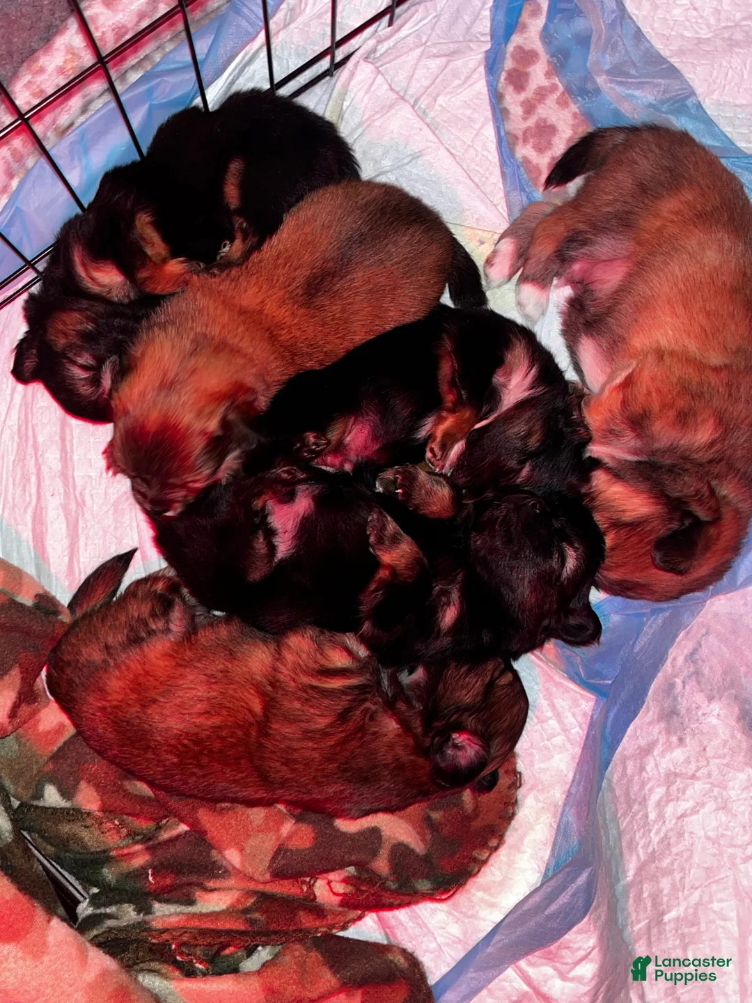 Pomeranian dogs for sale: Pomeranian Puppy 2 - Ad 3