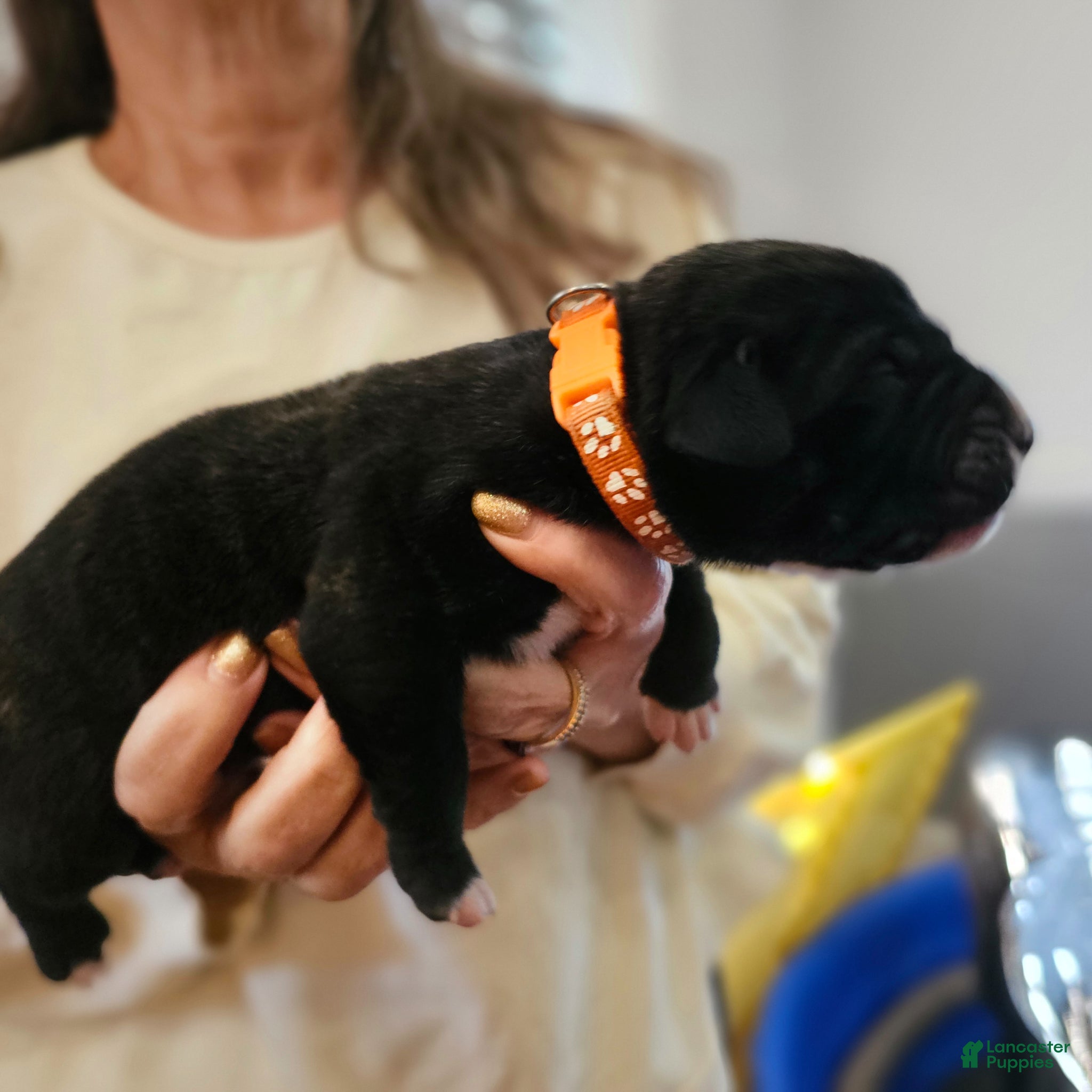 Presa Canario dogs Presa Canario Puppy 3 - Ad 1